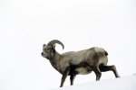 08-bighorn-ewe