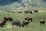15-dueling-buffalo